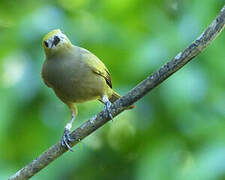 Palm Tanager