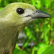 Palm Tanager