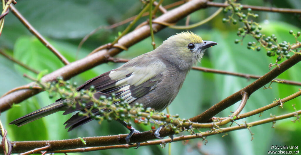 Palm Tanager