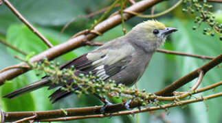 Palm Tanager