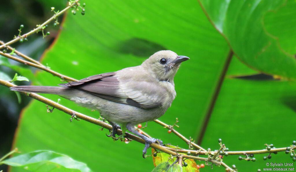 Palm Tanager