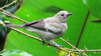 Palm Tanager