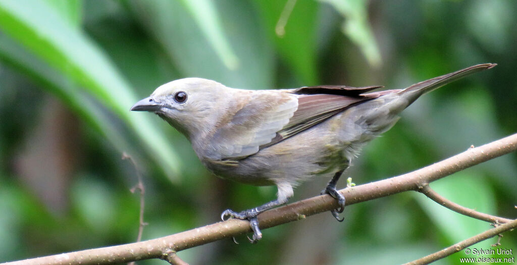 Palm Tanager