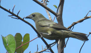 Palm Tanager