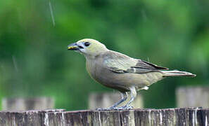 Palm Tanager