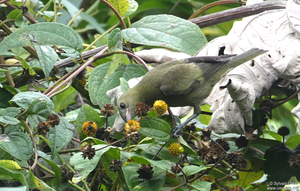 Tangara des palmiersimmature