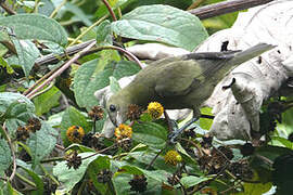 Palm Tanager