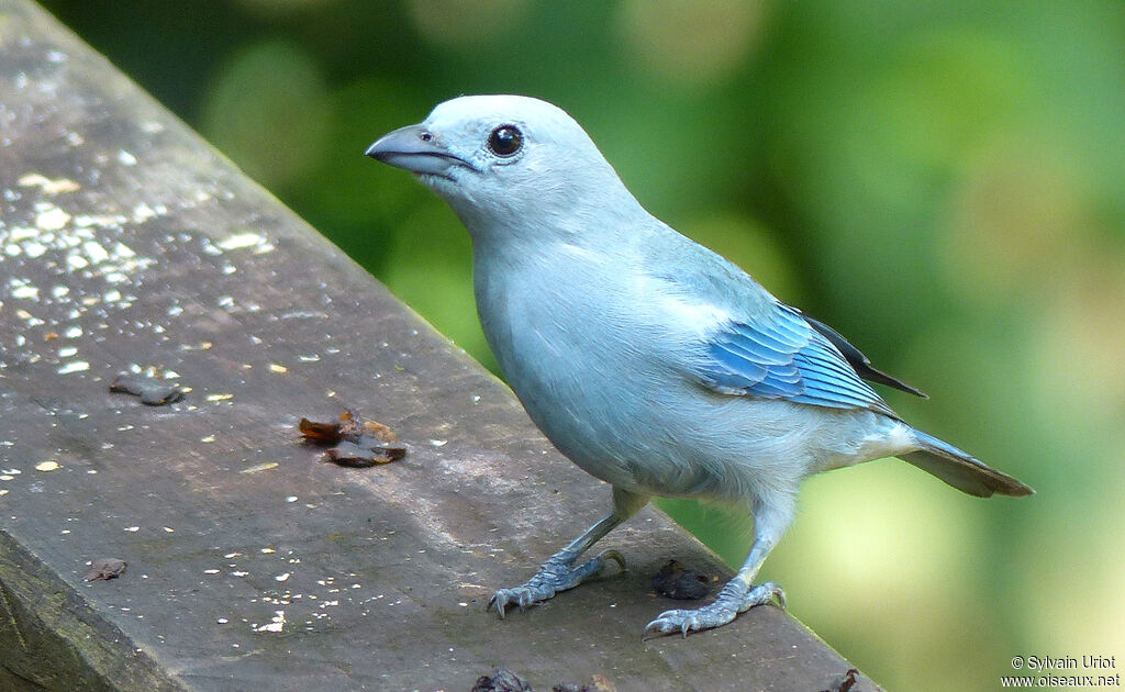 Blue-grey Tanageradult