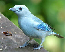 Blue-grey Tanager