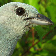 Blue-grey Tanager