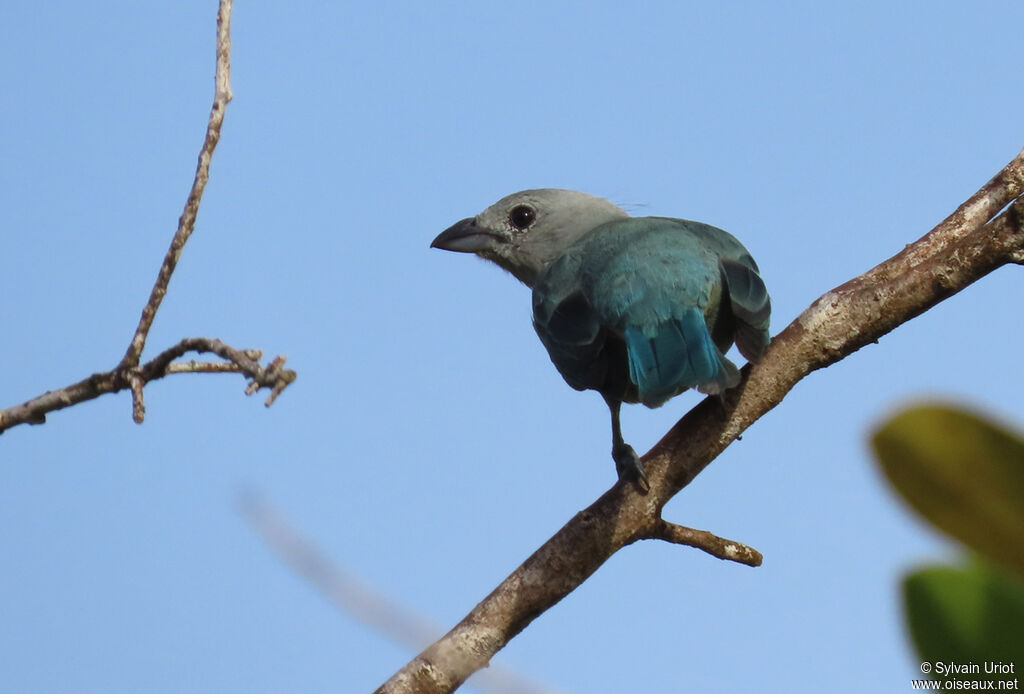 Blue-grey Tanageradult