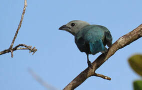 Blue-grey Tanager