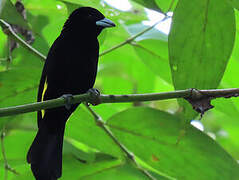 Flame-rumped Tanager