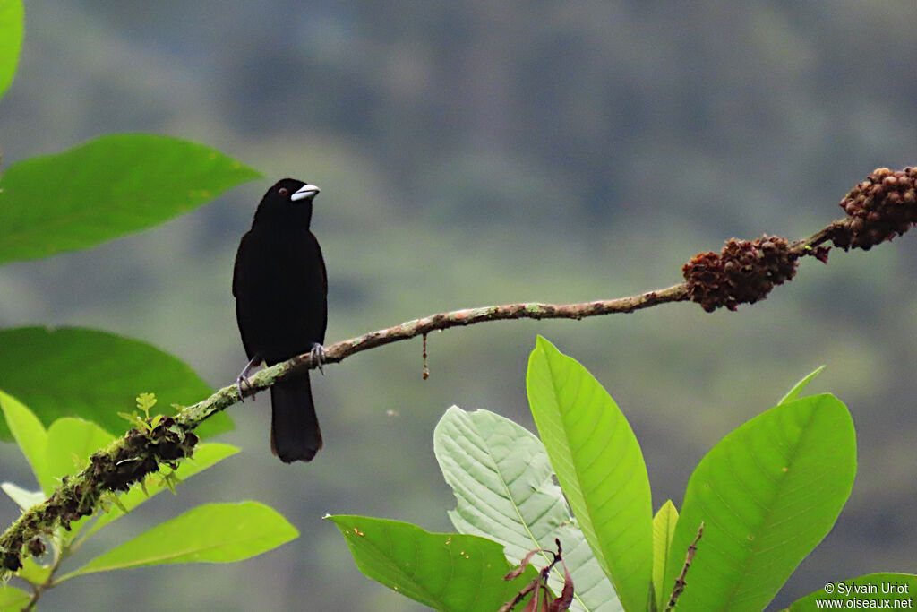 Flame-rumped Tanager male adult