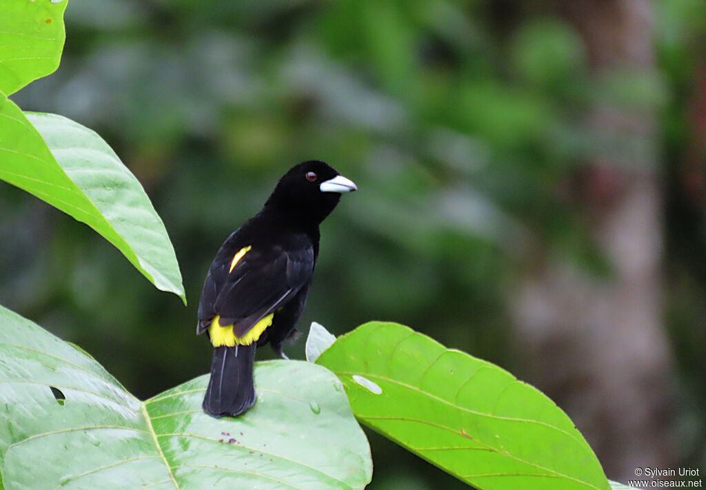 Flame-rumped Tanager male adult