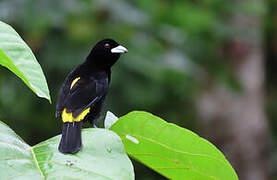 Flame-rumped Tanager