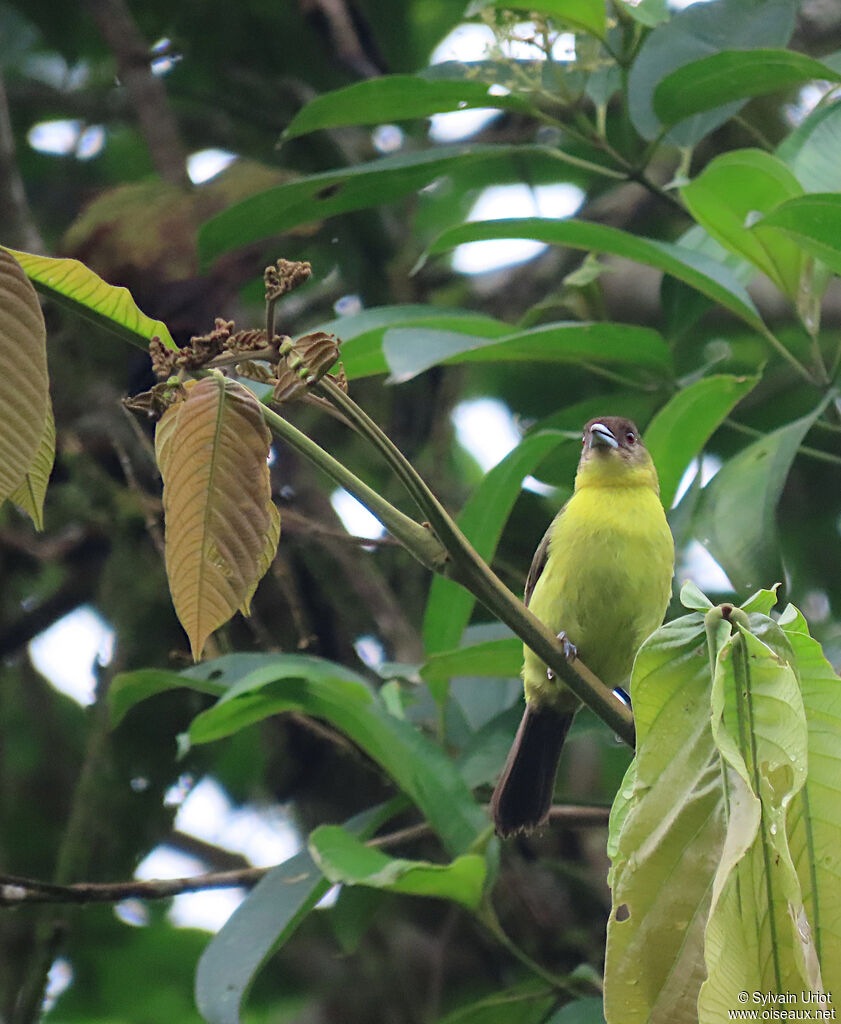 Flame-rumped Tanager female adult