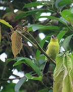 Flame-rumped Tanager