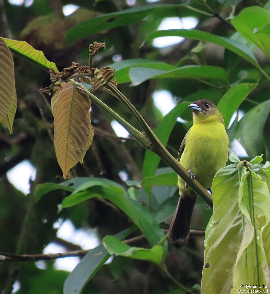 Flame-rumped Tanager female adult