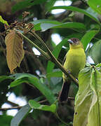 Flame-rumped Tanager