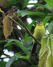 Tangara flamboyant