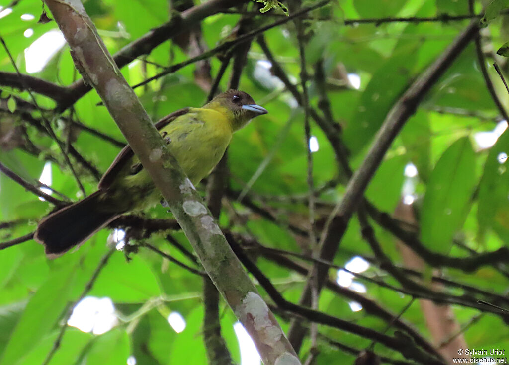 Flame-rumped Tanager female adult