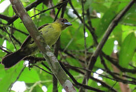 Flame-rumped Tanager