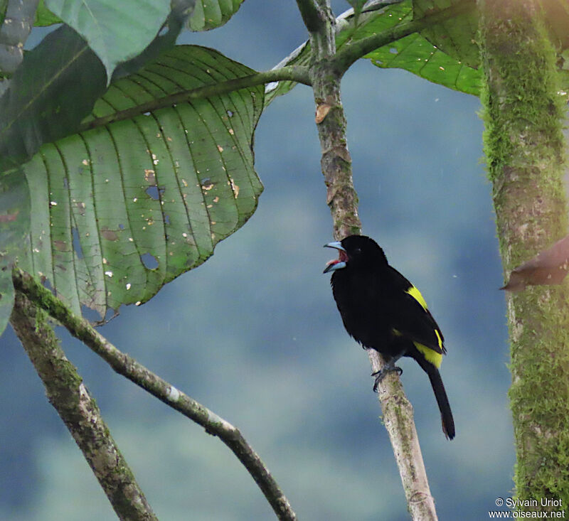 Flame-rumped Tanager male adult