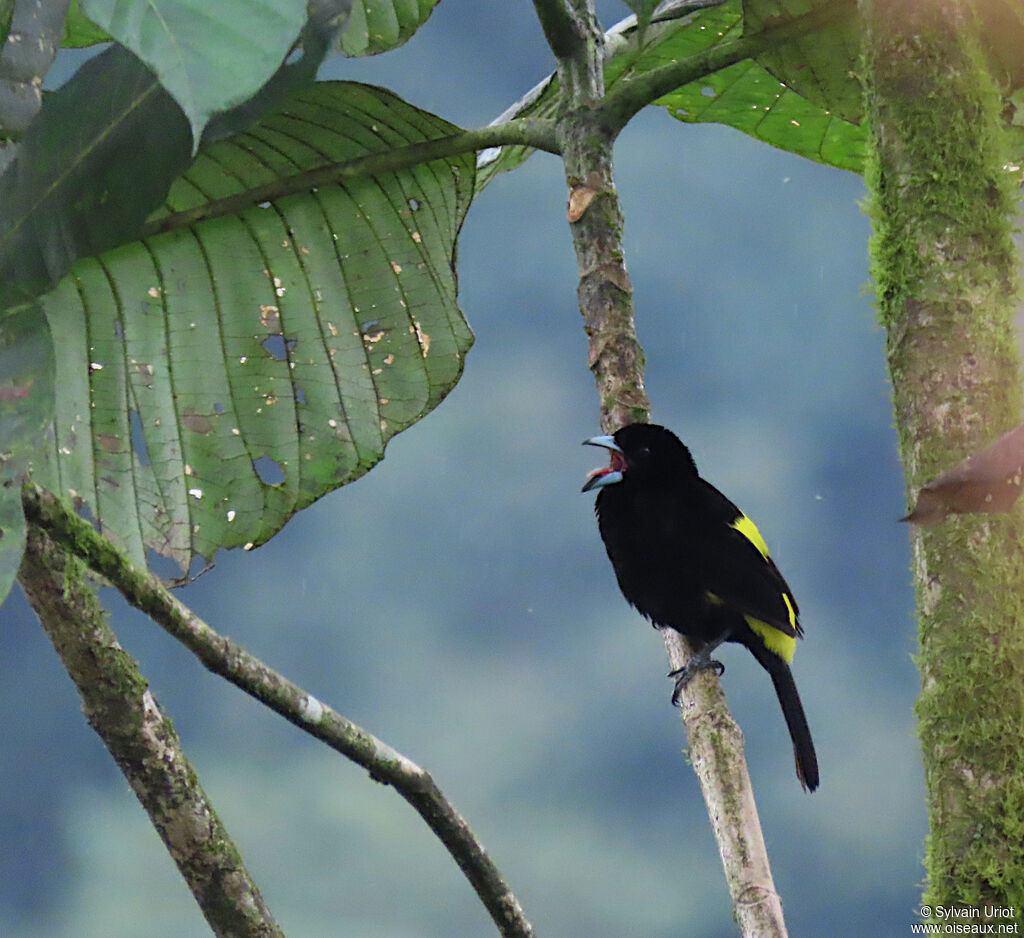 Flame-rumped Tanager male adult