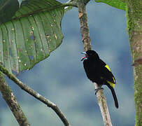 Flame-rumped Tanager