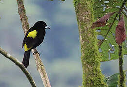 Flame-rumped Tanager