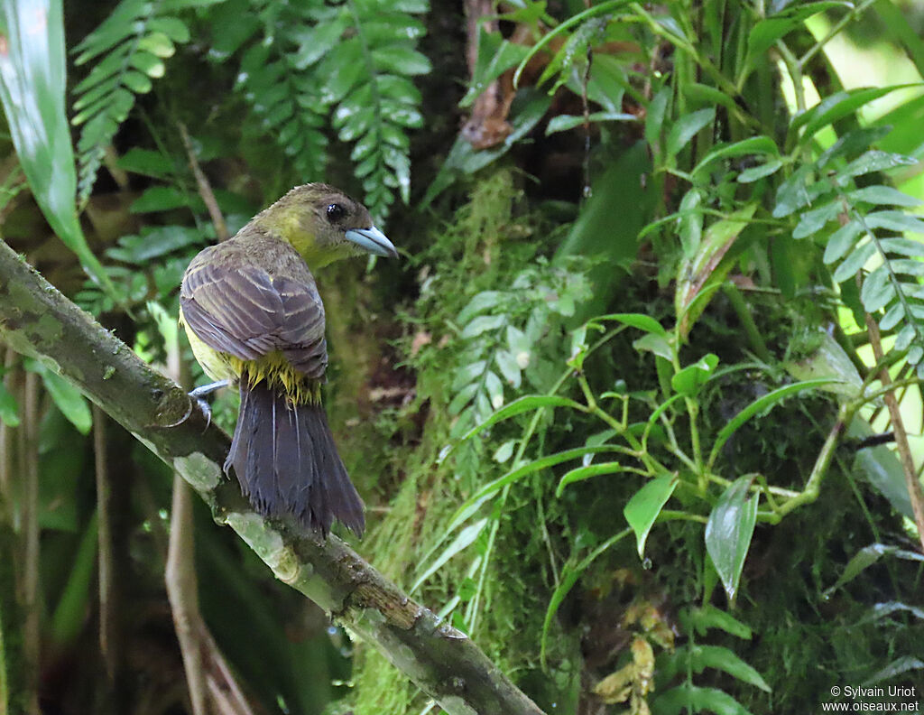 Flame-rumped Tanager female adult