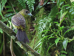 Flame-rumped Tanager