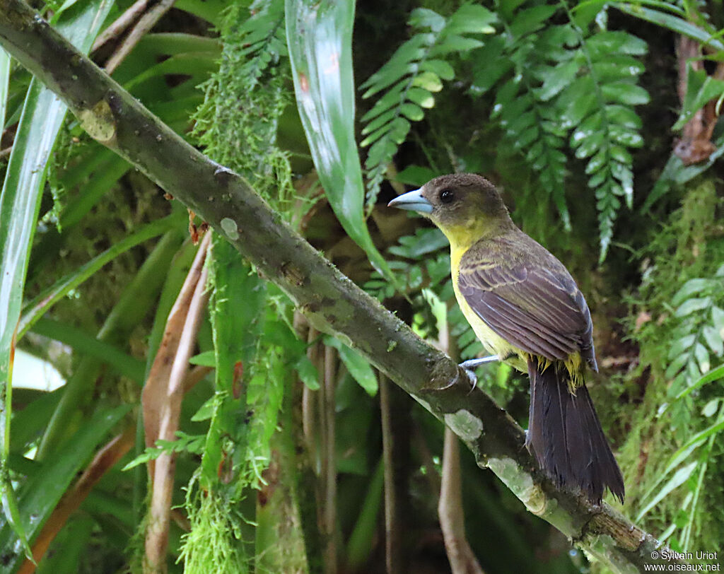 Flame-rumped Tanager female adult