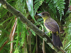 Flame-rumped Tanager