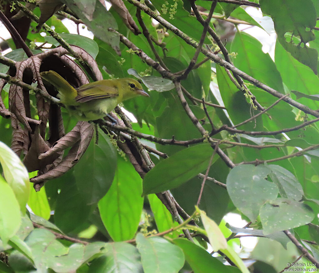 Guira Tanager female adult