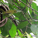 Tangara guira