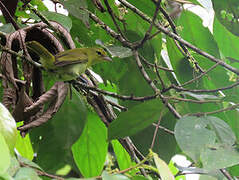 Guira Tanager