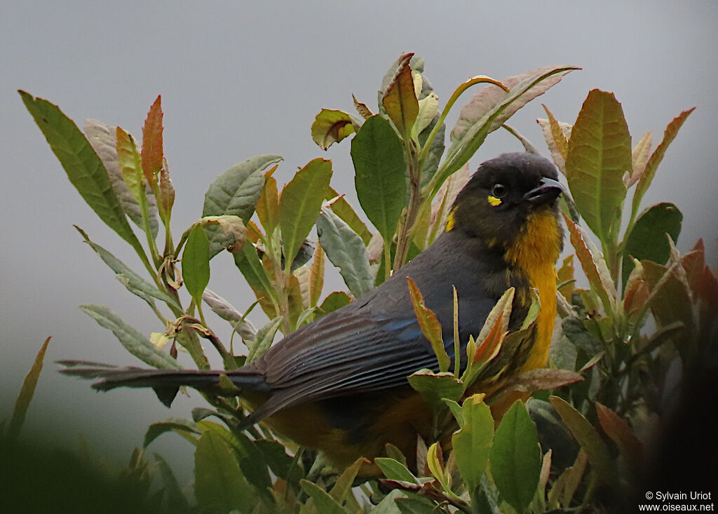 Tangara larmoyantadulte