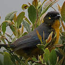 Tangara larmoyant