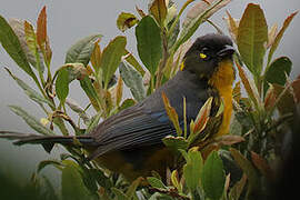 Lacrimose Mountain Tanager