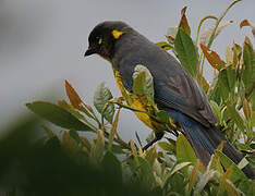 Lacrimose Mountain Tanager