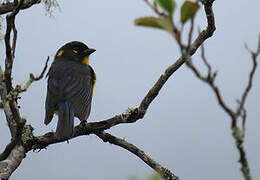 Lacrimose Mountain Tanager