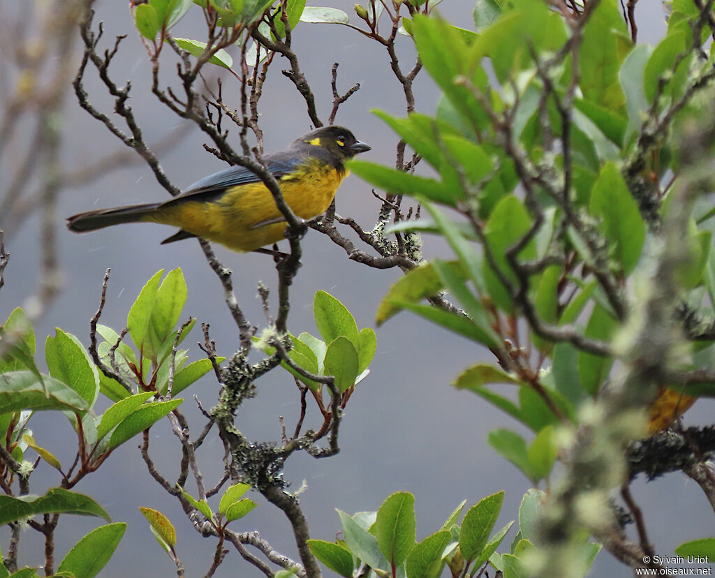 Tangara larmoyantadulte