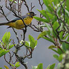 Tangara larmoyant