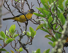 Lacrimose Mountain Tanager