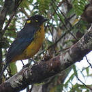 Tangara larmoyant