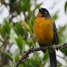 Tangara larmoyant