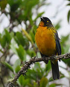 Lacrimose Mountain Tanager