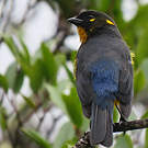 Tangara larmoyant